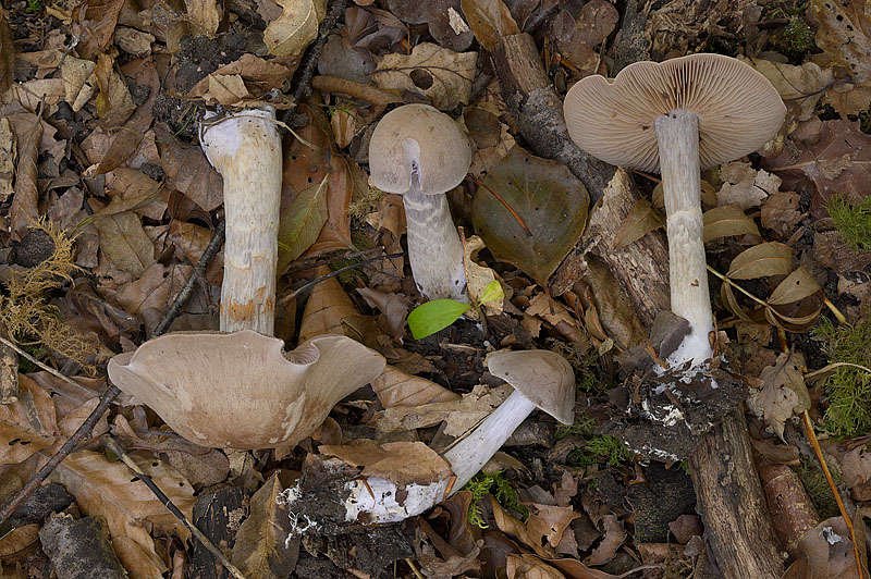 Cortinarius (subgenus Telamonia) anomalus